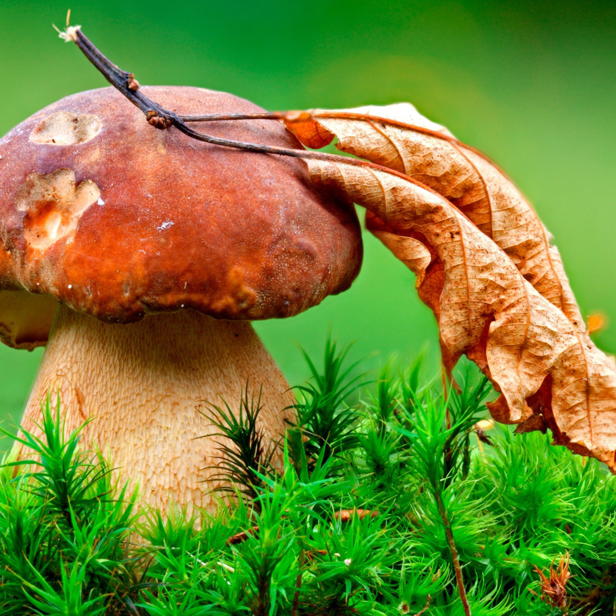 Sfondi Mushroom And Autumn Leaf 2048x2048