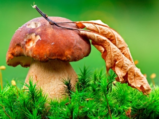 Sfondi Mushroom And Autumn Leaf 320x240