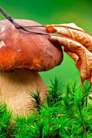 Обои Mushroom And Autumn Leaf 320x480