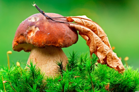 Обои Mushroom And Autumn Leaf 480x320