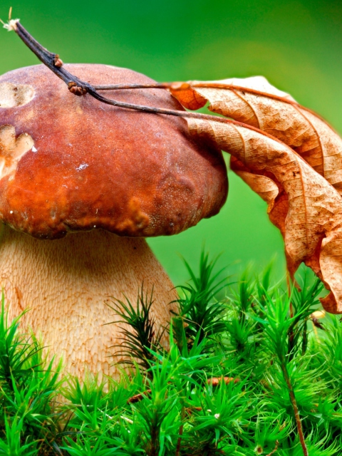Sfondi Mushroom And Autumn Leaf 480x640