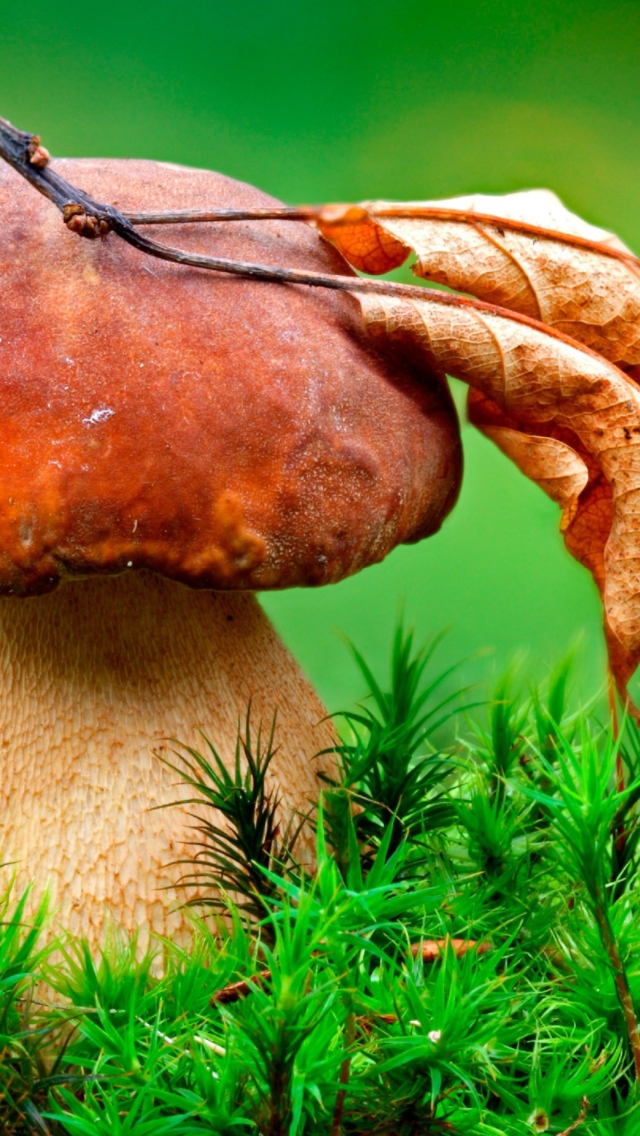 Обои Mushroom And Autumn Leaf 640x1136