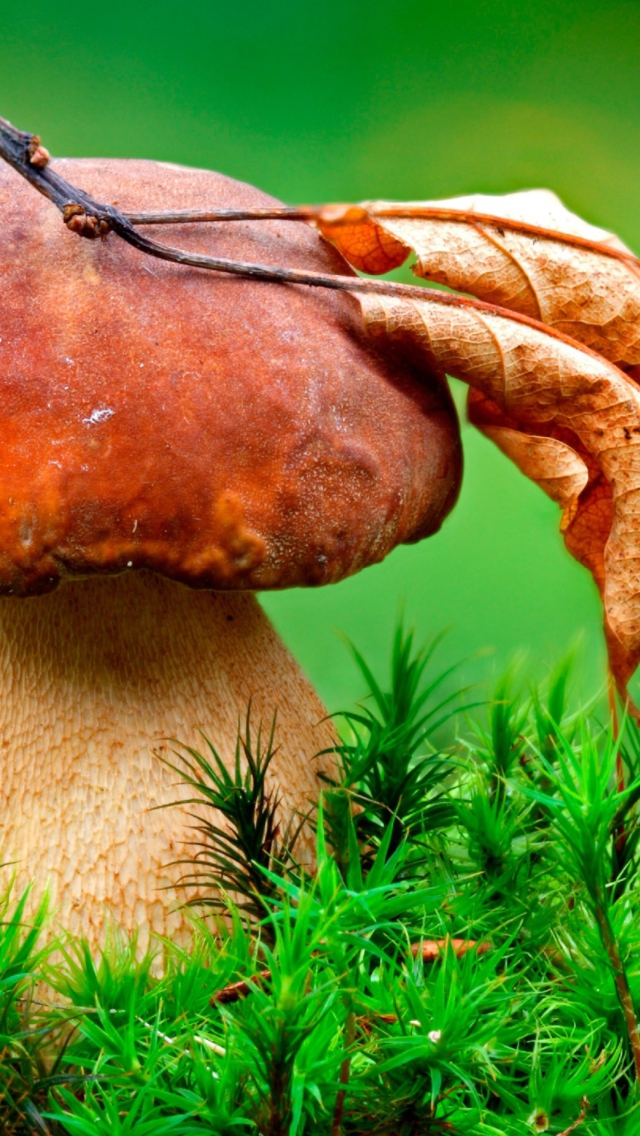 Das Mushroom And Autumn Leaf Wallpaper 640x1136