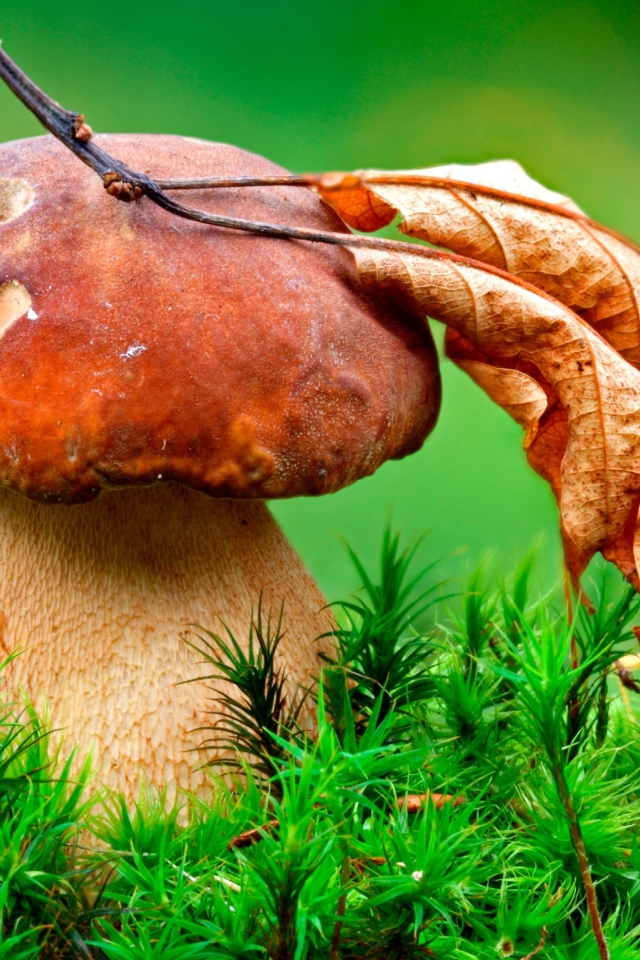 Screenshot №1 pro téma Mushroom And Autumn Leaf 640x960