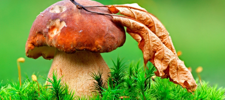 Das Mushroom And Autumn Leaf Wallpaper 720x320