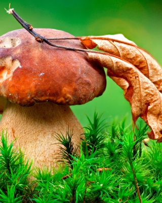 Mushroom And Autumn Leaf - Obrázkek zdarma pro 360x640