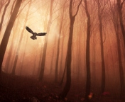 Fondo de pantalla Dark Owl In Dark Forest 176x144