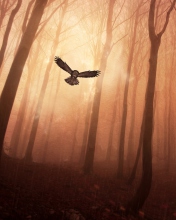 Обои Dark Owl In Dark Forest 176x220