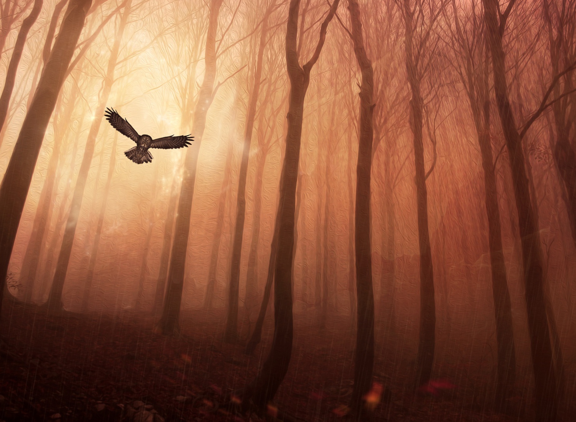 Sfondi Dark Owl In Dark Forest 1920x1408