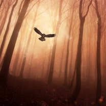 Sfondi Dark Owl In Dark Forest 208x208