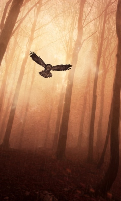 Dark Owl In Dark Forest wallpaper 240x400