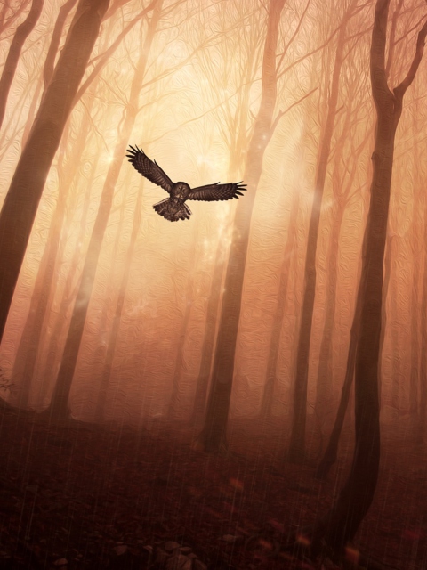 Dark Owl In Dark Forest wallpaper 480x640