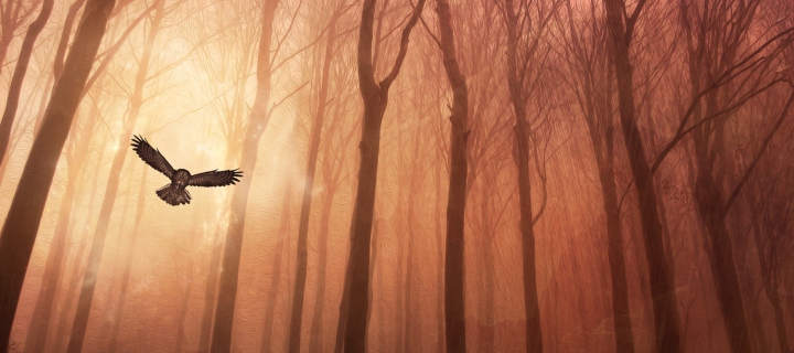 Sfondi Dark Owl In Dark Forest 720x320