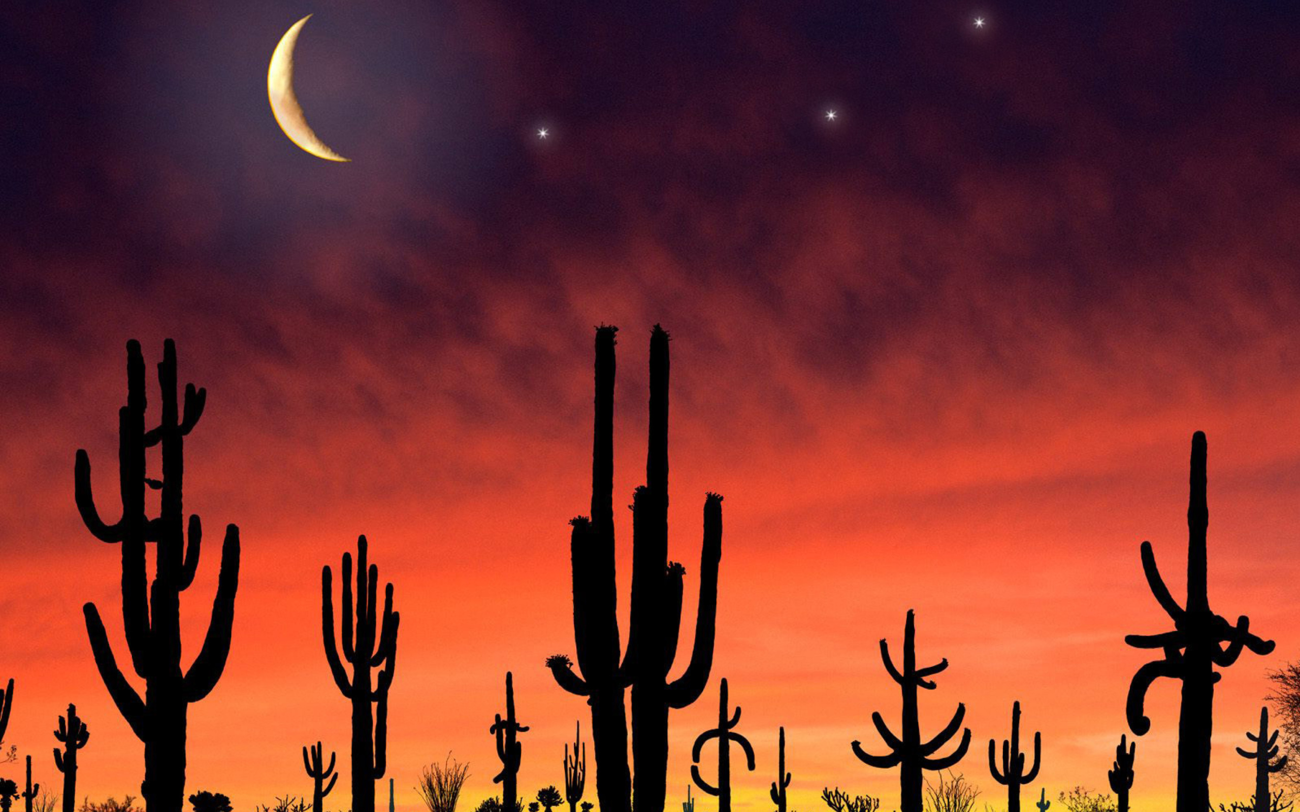 Saguaro National Park in Arizona wallpaper 2560x1600