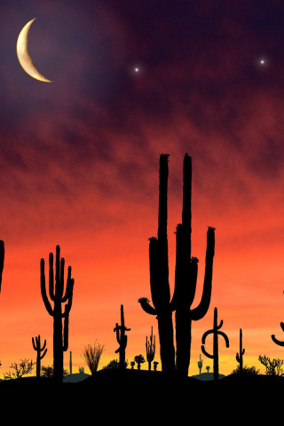 Fondo de pantalla Saguaro National Park in Arizona 320x480