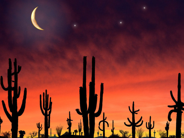 Saguaro National Park in Arizona wallpaper 640x480