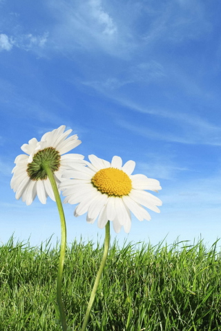 Two Chamomile Under Blue Sky wallpaper 320x480