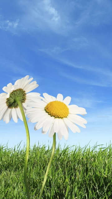 Two Chamomile Under Blue Sky wallpaper 360x640