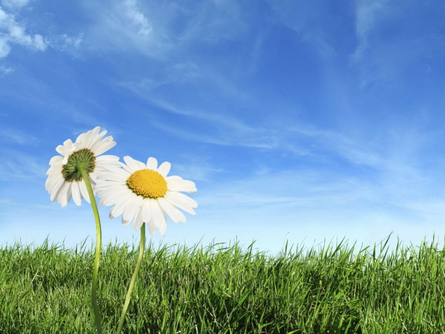 Two Chamomile Under Blue Sky screenshot #1 640x480