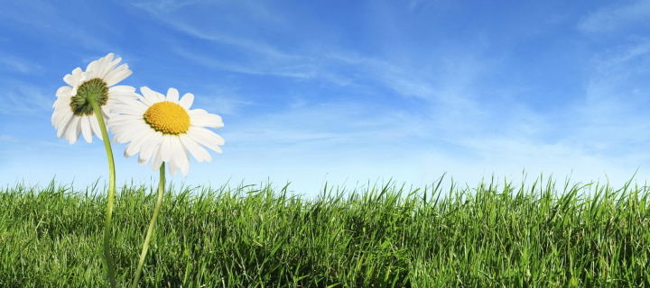 Two Chamomile Under Blue Sky wallpaper 720x320