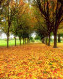 Sfondi Autumn quiet park 128x160