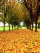 Обои Autumn quiet park 132x176