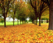 Fondo de pantalla Autumn quiet park 176x144