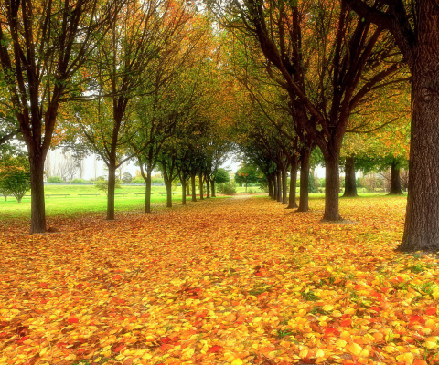 Sfondi Autumn quiet park 480x400