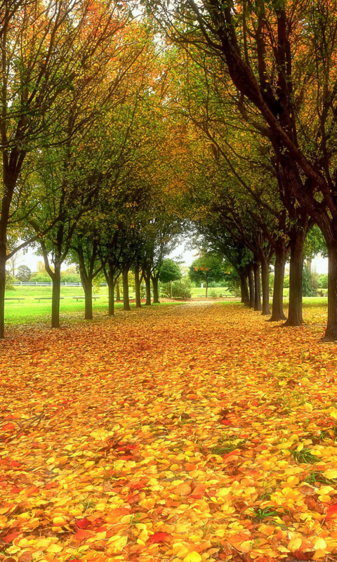 Autumn quiet park screenshot #1 480x800