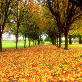 Autumn quiet park - Obrázkek zdarma pro 208x208