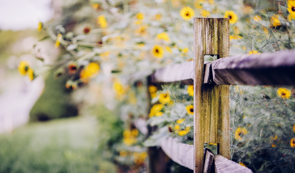 Fondo de pantalla Yellow Flowers Behind Fence 1024x600