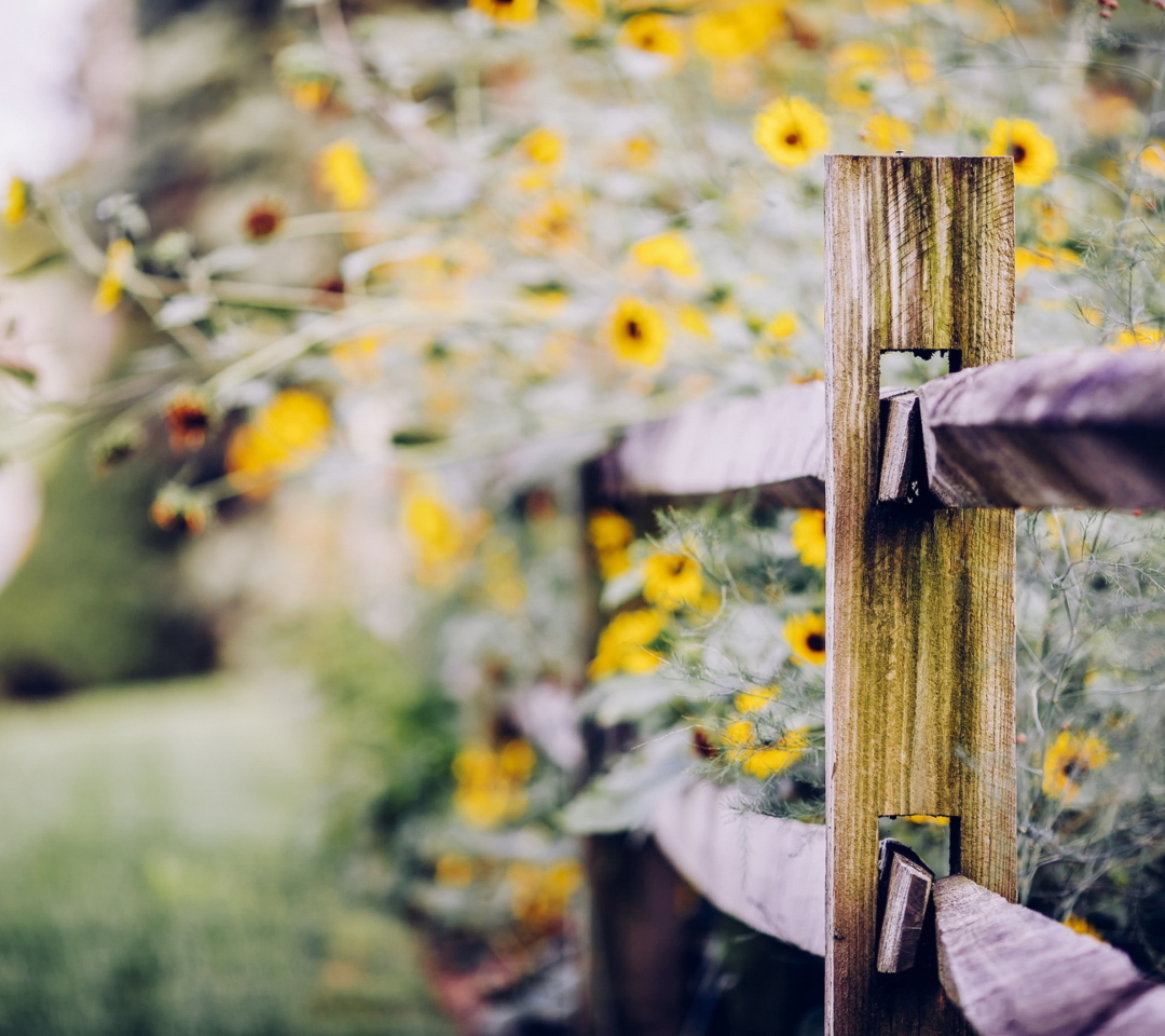 Fondo de pantalla Yellow Flowers Behind Fence 1080x960
