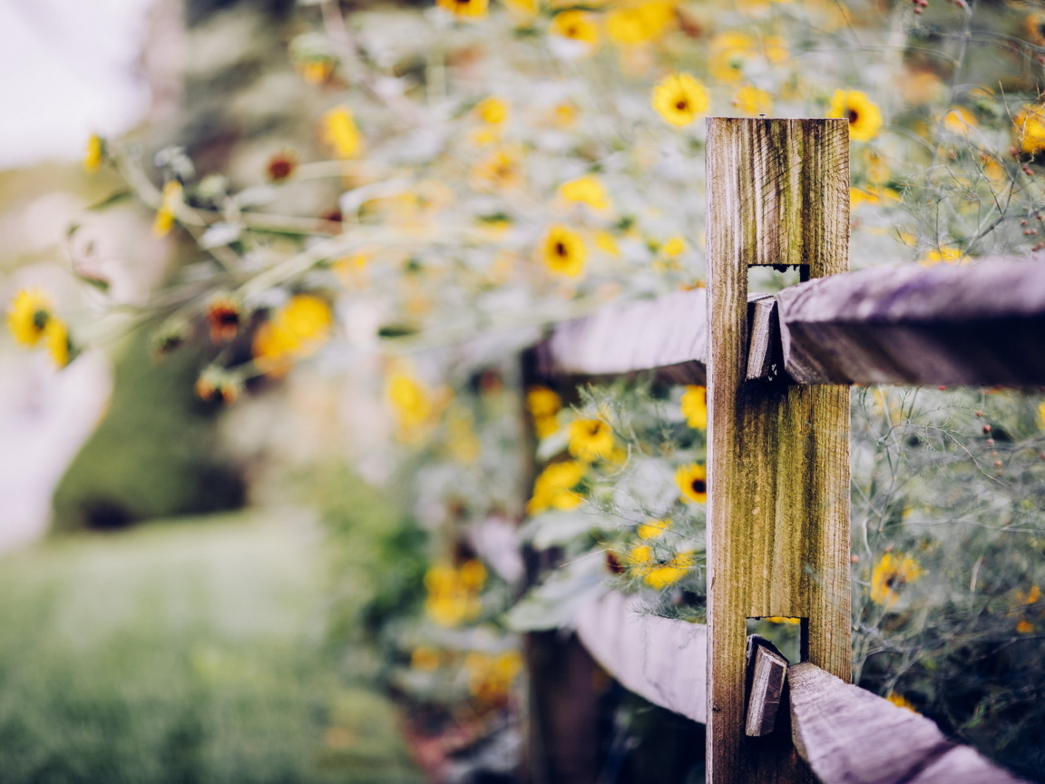 Sfondi Yellow Flowers Behind Fence 1152x864