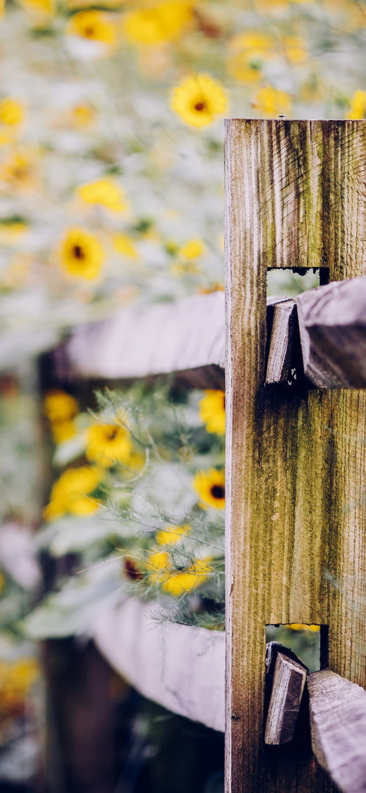 Das Yellow Flowers Behind Fence Wallpaper 1170x2532