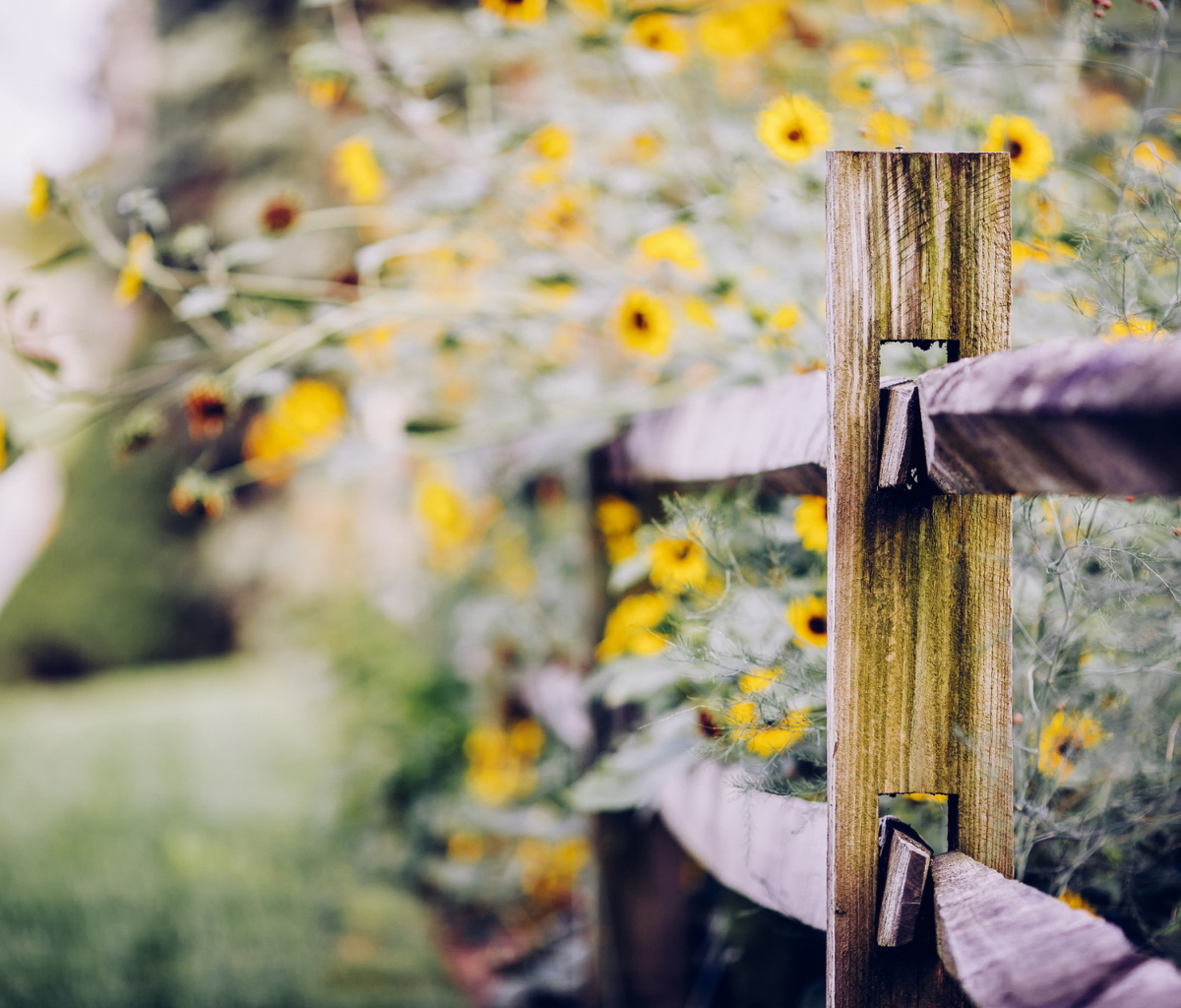 Sfondi Yellow Flowers Behind Fence 1200x1024