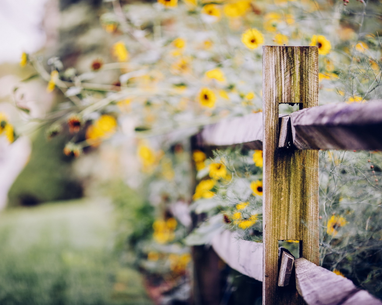 Yellow Flowers Behind Fence wallpaper 1280x1024