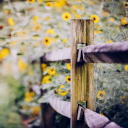 Sfondi Yellow Flowers Behind Fence 128x128