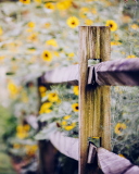 Sfondi Yellow Flowers Behind Fence 128x160
