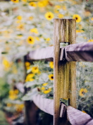 Sfondi Yellow Flowers Behind Fence 132x176