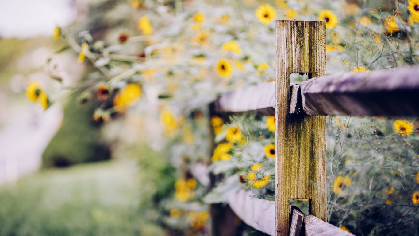 Sfondi Yellow Flowers Behind Fence 1366x768