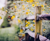 Обои Yellow Flowers Behind Fence 176x144