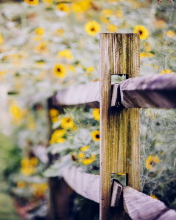 Sfondi Yellow Flowers Behind Fence 176x220