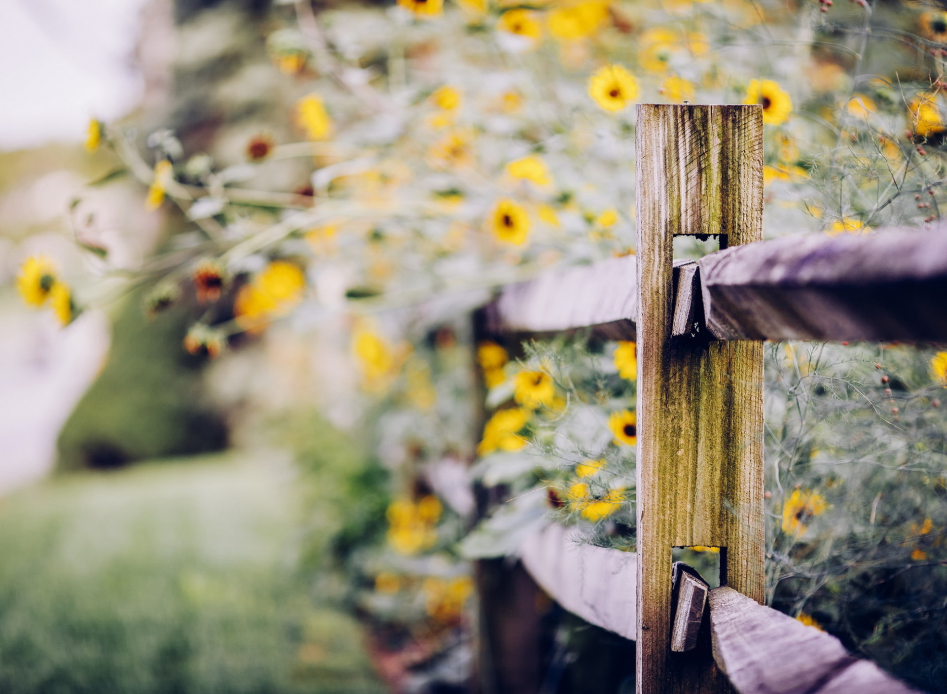 Fondo de pantalla Yellow Flowers Behind Fence 1920x1408