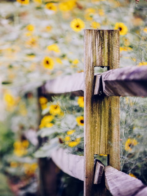 Yellow Flowers Behind Fence wallpaper 480x640