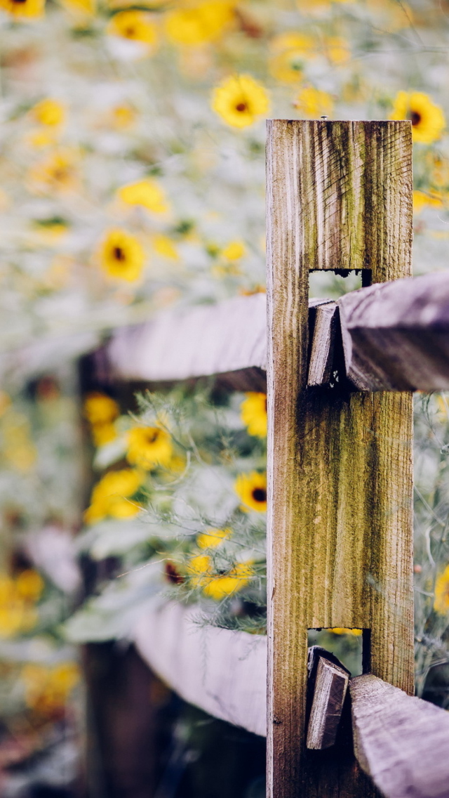Sfondi Yellow Flowers Behind Fence 640x1136