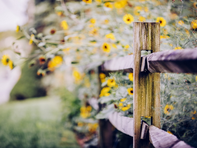 Sfondi Yellow Flowers Behind Fence 640x480