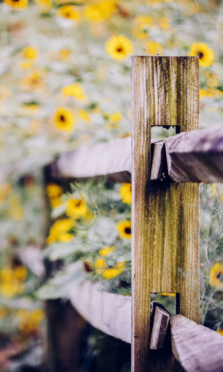 Sfondi Yellow Flowers Behind Fence 768x1280