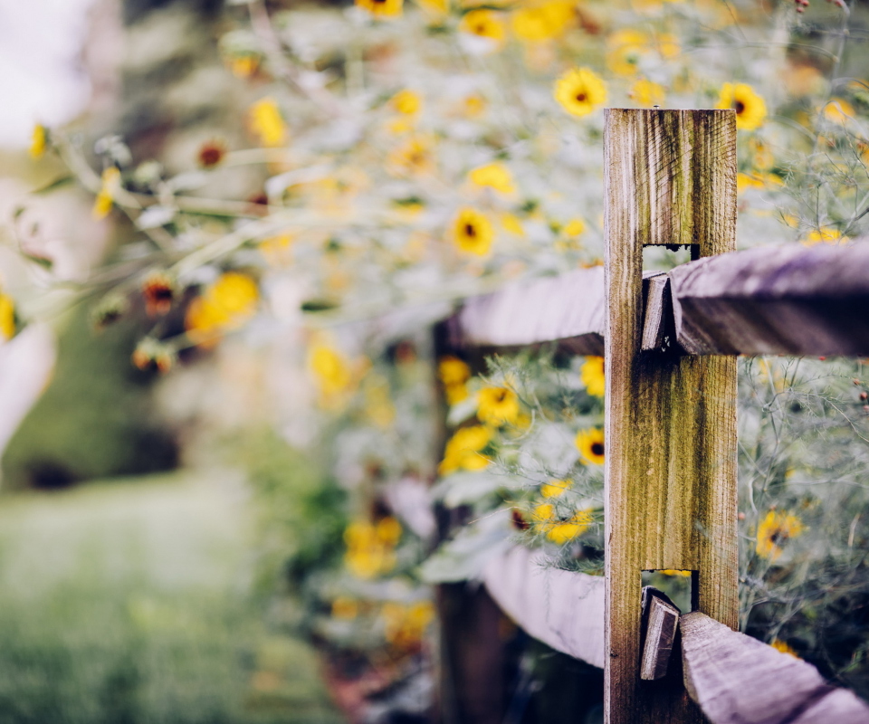 Обои Yellow Flowers Behind Fence 960x800