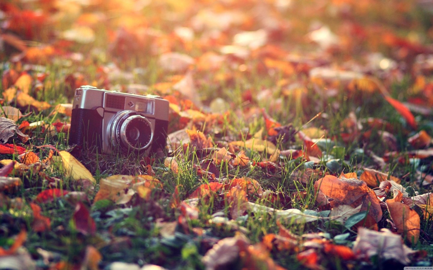 Fondo de pantalla Old Camera On Green Grass And Autumn Leaves 1440x900