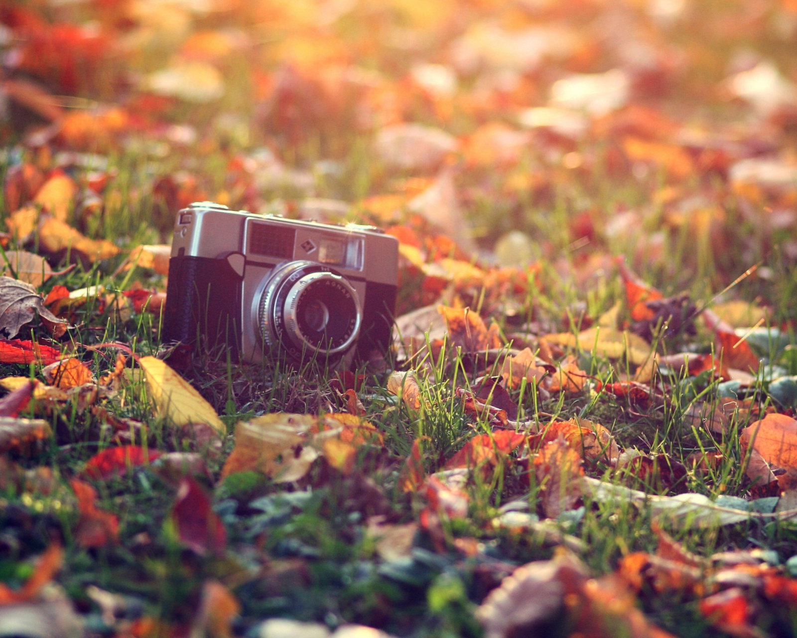 Обои Old Camera On Green Grass And Autumn Leaves 1600x1280